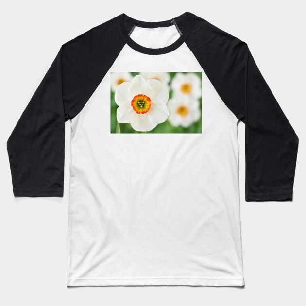 Narcissus  &#39;Felindre&#39;    Div.  9 Poeticus  Daffodil Baseball T-Shirt by chrisburrows